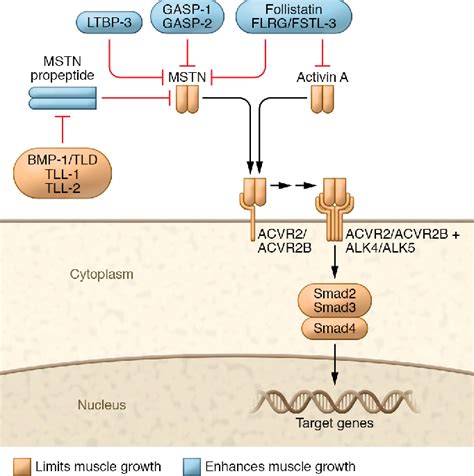 Targeting the myostatin signaling pathway to treat muscle loss。